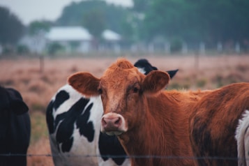 A tan cow is prominently positioned in the foreground, gazing towards the camera. In the background, there is a black and white cow. The scene takes place in a blurred rural environment with dry grass and some trees.