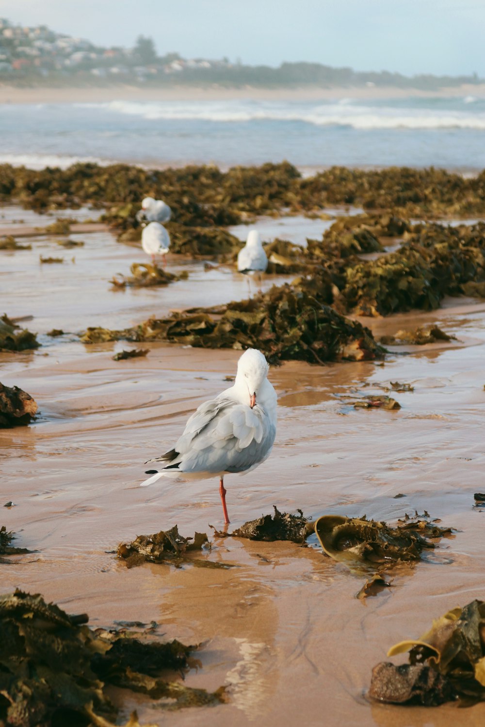 un oiseau blanc debout au sommet d’une plage de sable