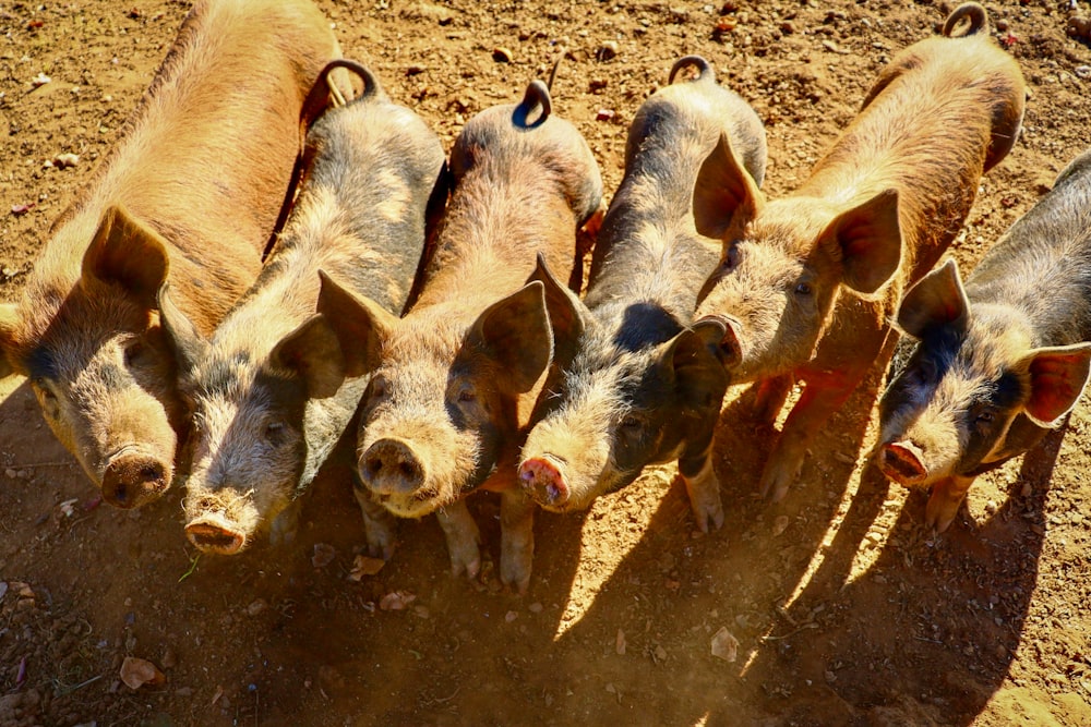 a group of pigs standing next to each other on a dirt field