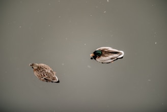 a couple of ducks floating on top of a lake