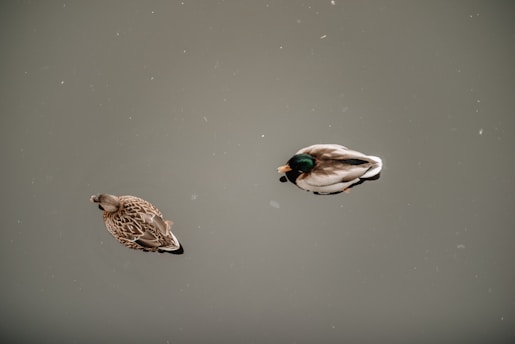 a couple of ducks floating on top of a lake