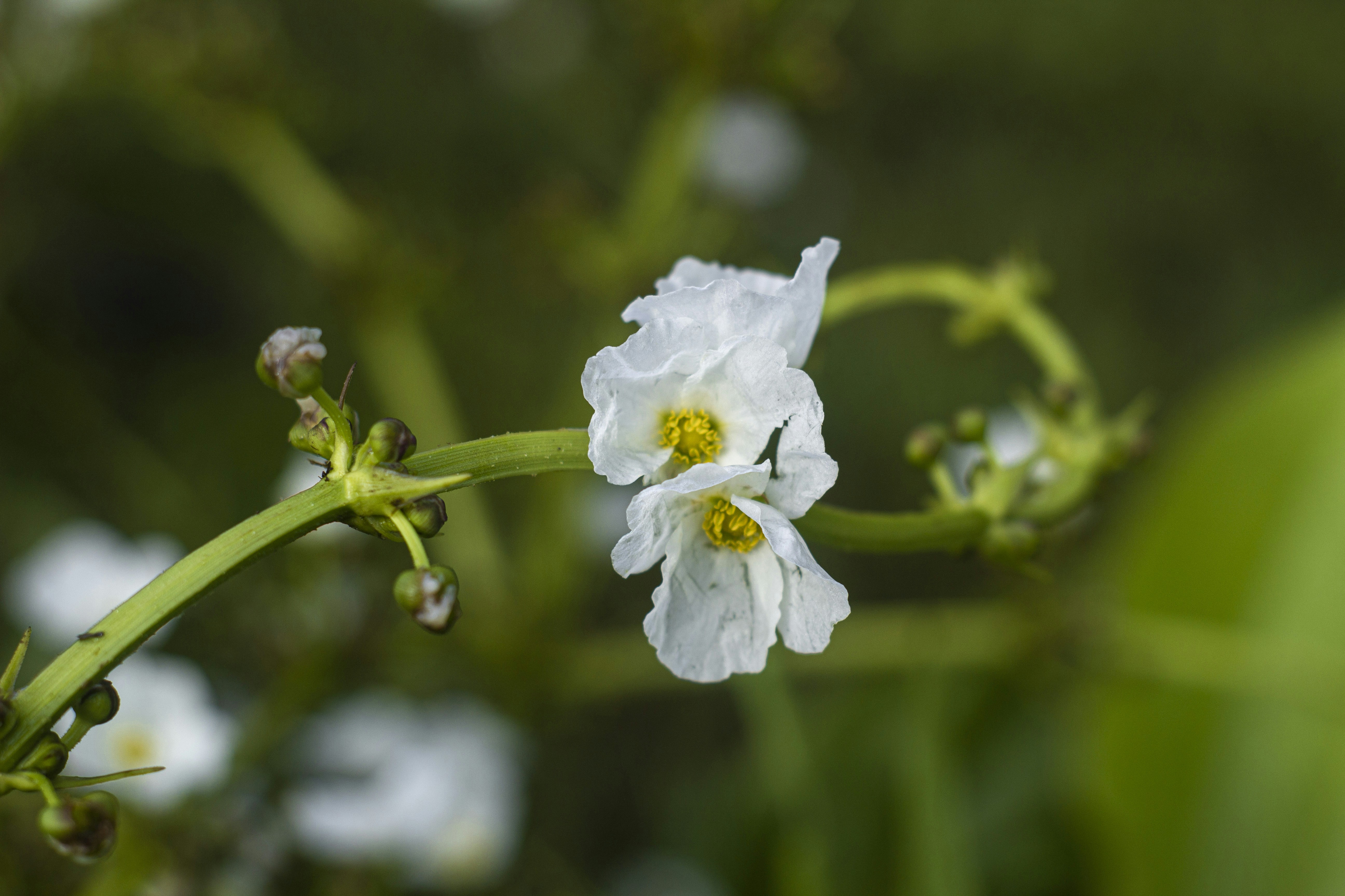 Photo by ilhamabitama