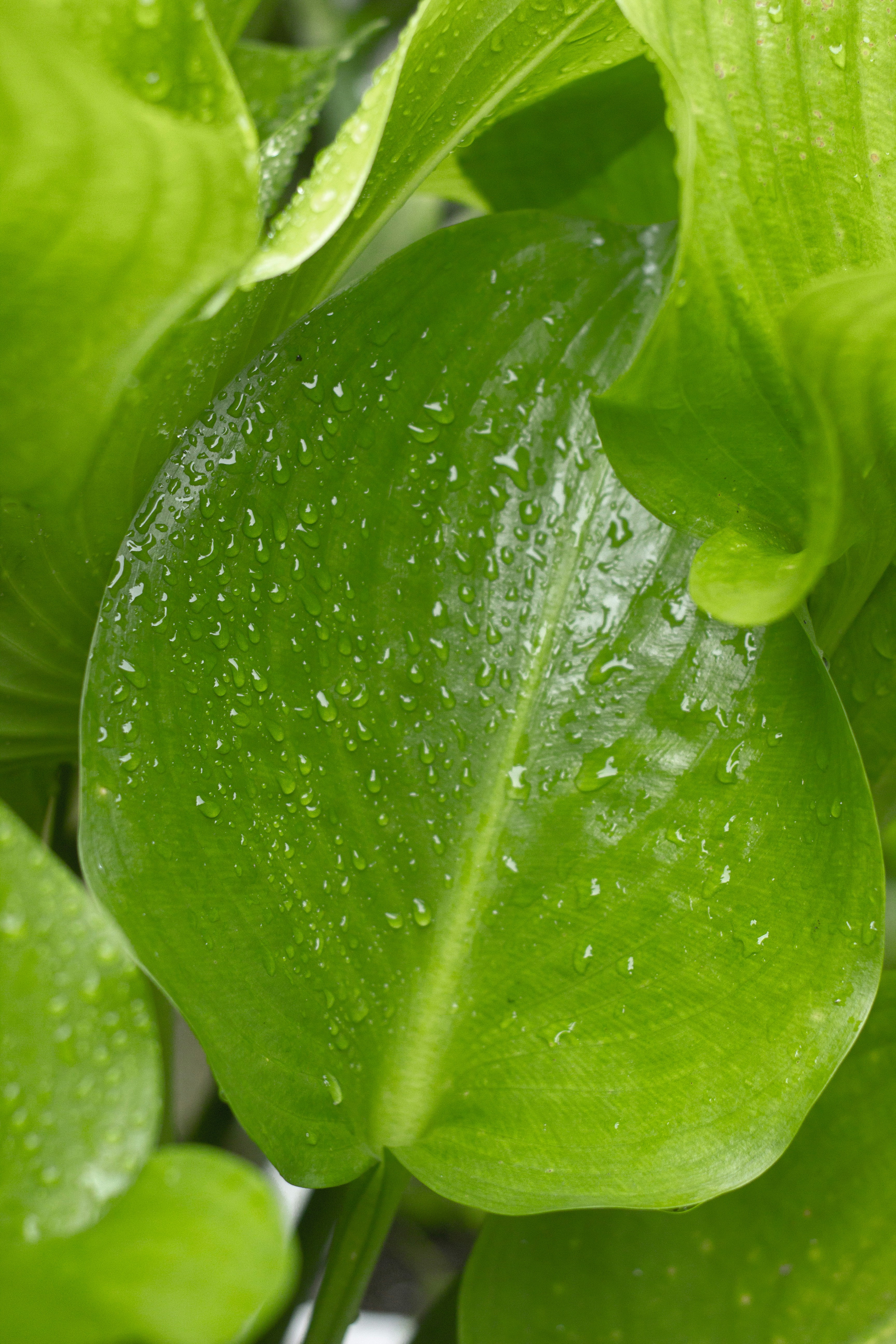 Foto zum Thema Eine grüne Pflanze mit Wassertröpfchen darauf