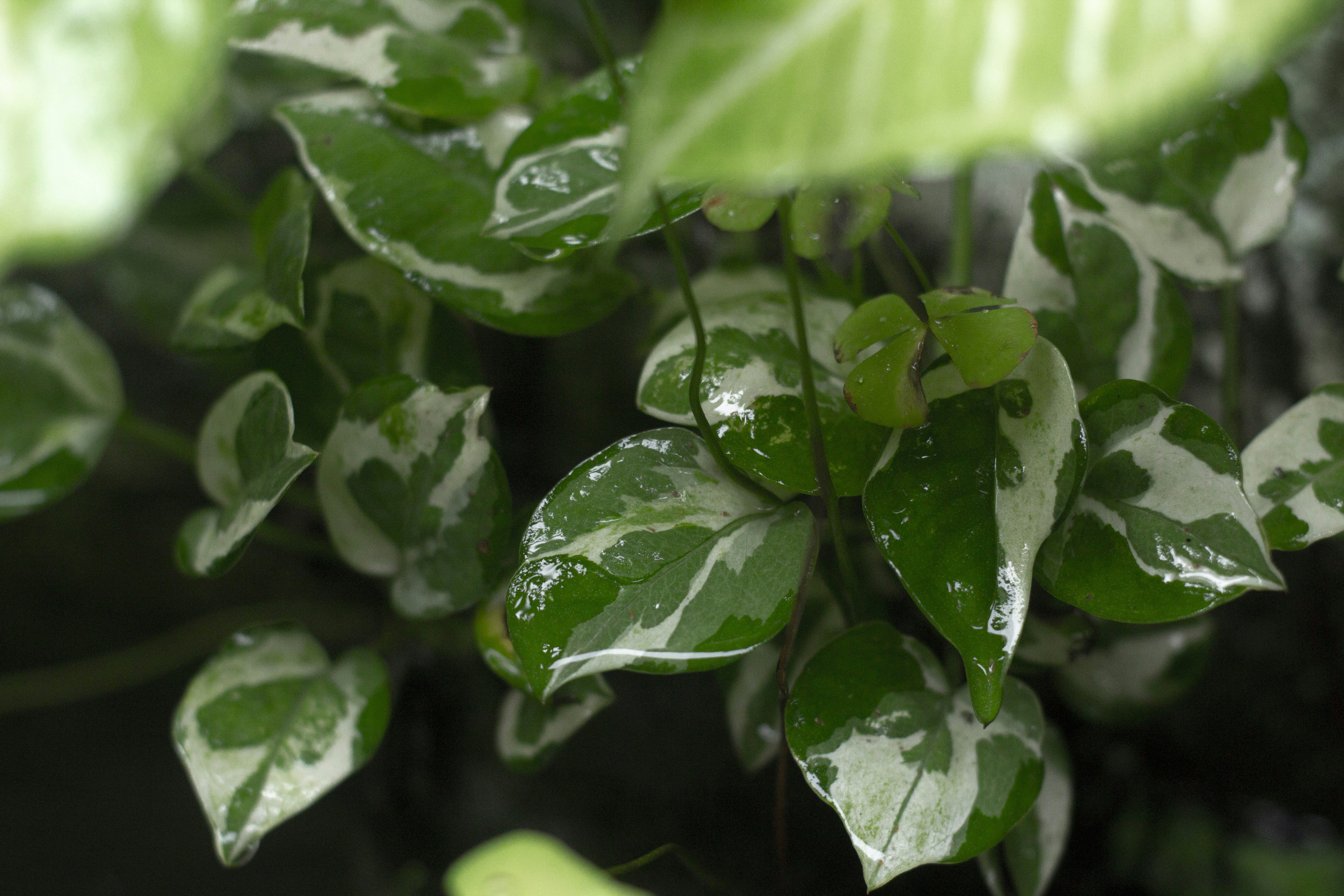 Photo by ilhamabitama