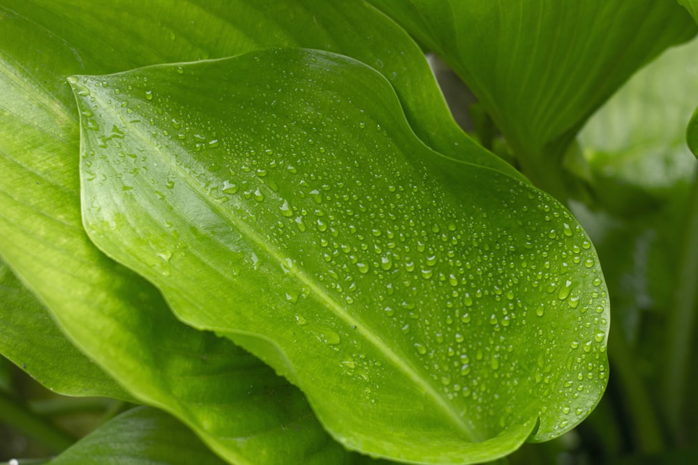 a large green leaf with water droplets on it