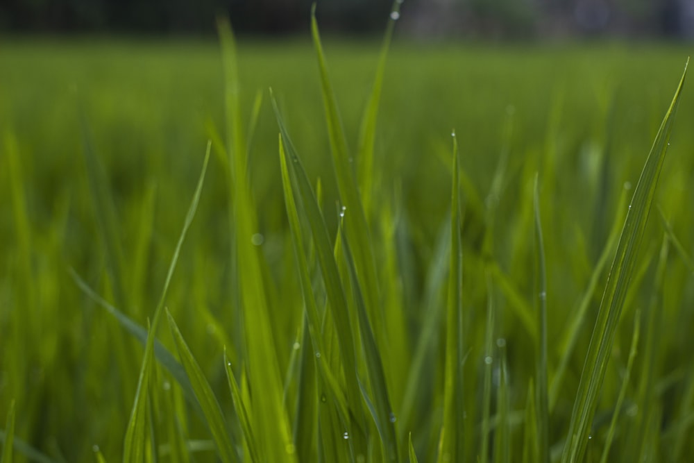 a field of green grass with drops of water on it
