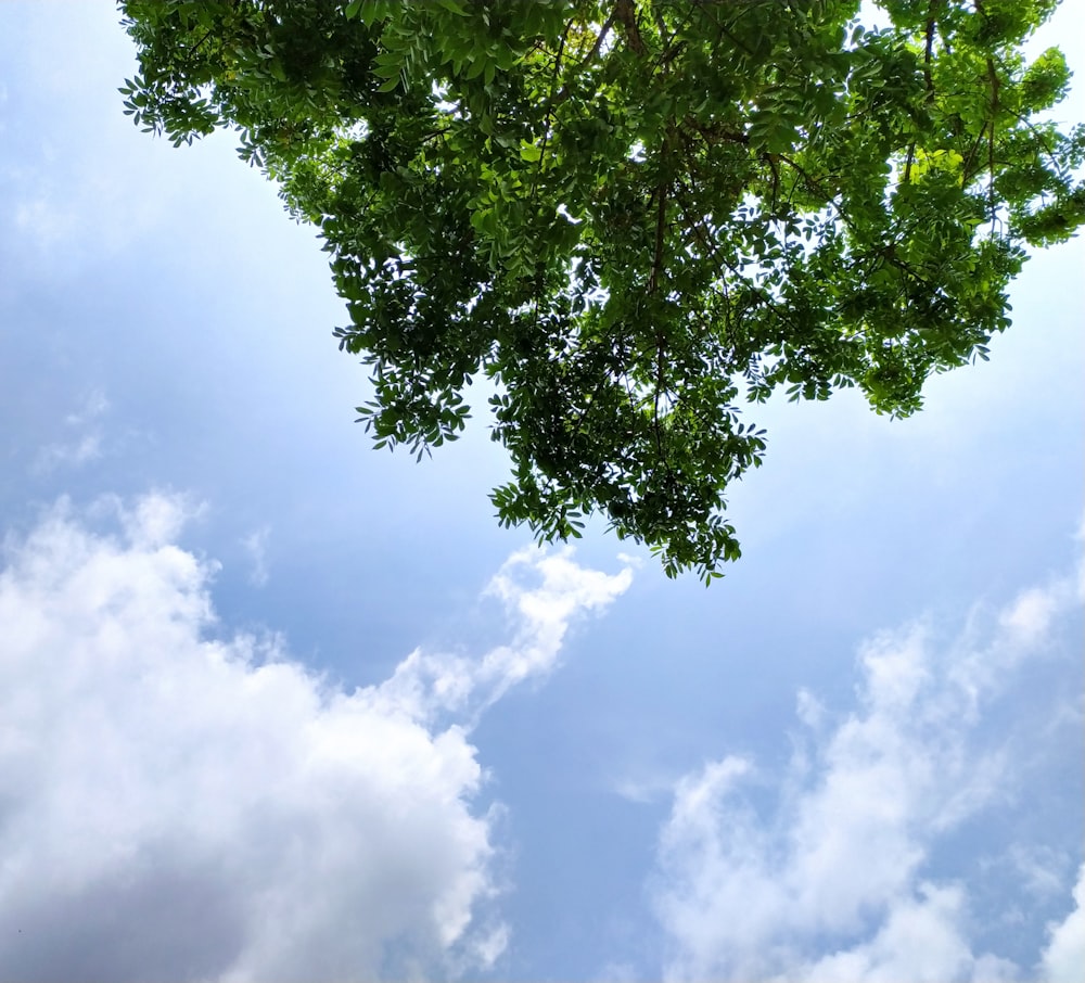 uma vista do céu através das folhas de uma árvore