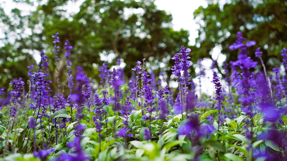 a field of purple flowers with trees in the background