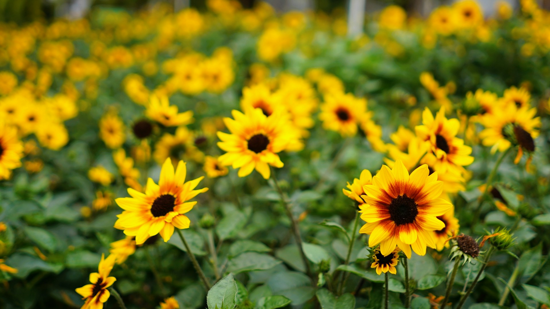 a field full of yellow sunflowers with green leaves