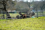 A tiny micro mini donkey standing in a sunny green pasture.