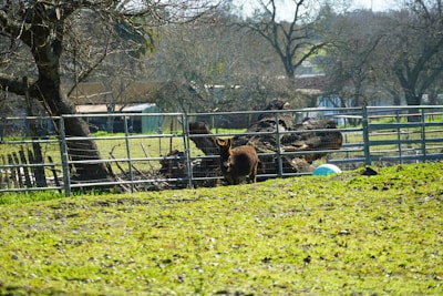A tiny micro mini donkey standing in a sunny green pasture.