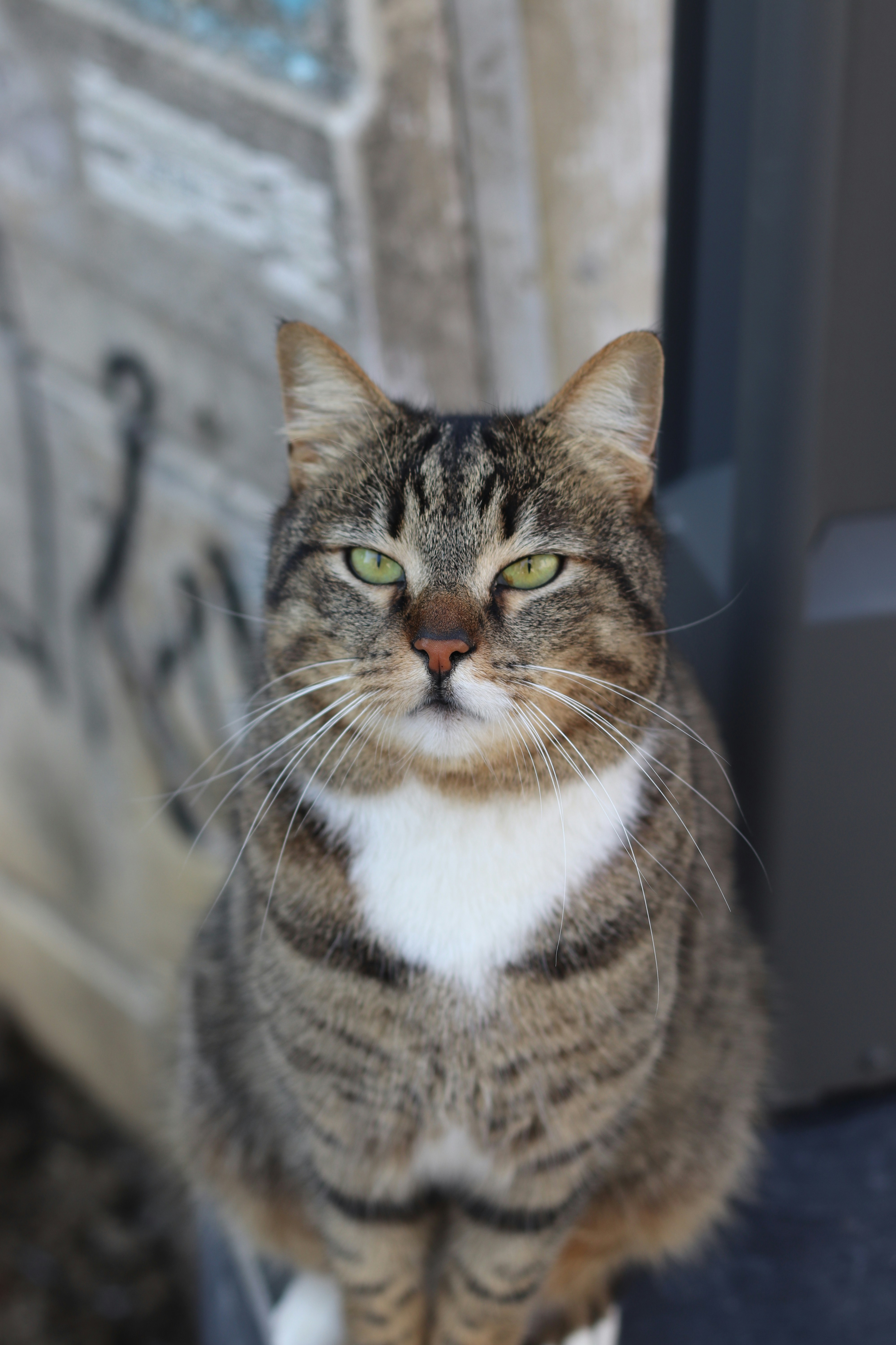 a cat sitting on top of a wooden chair