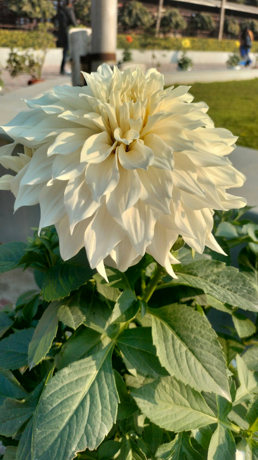 a large white flower sitting on top of a lush green field