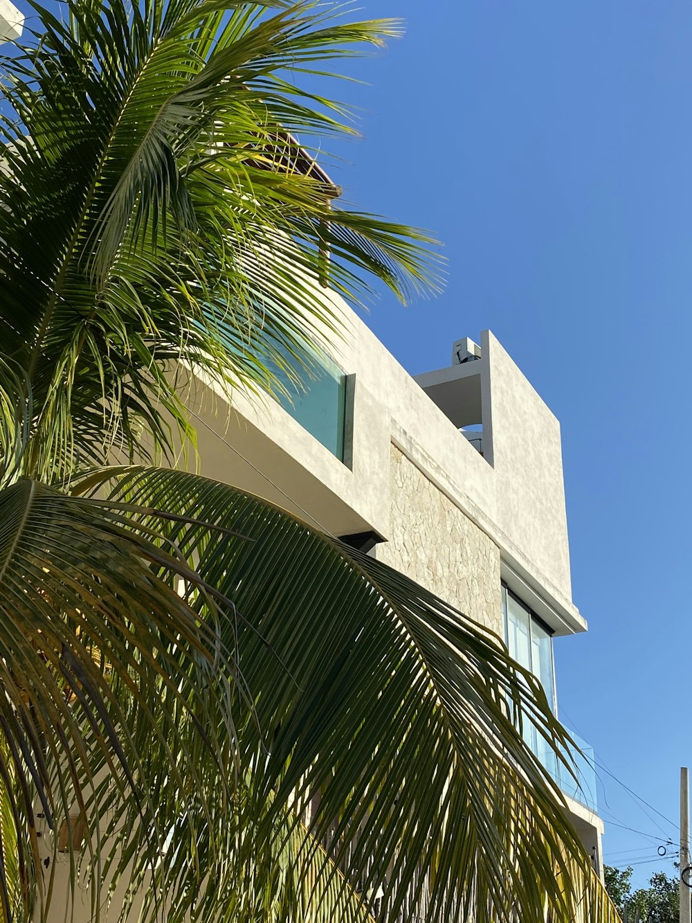 a palm tree in front of a building