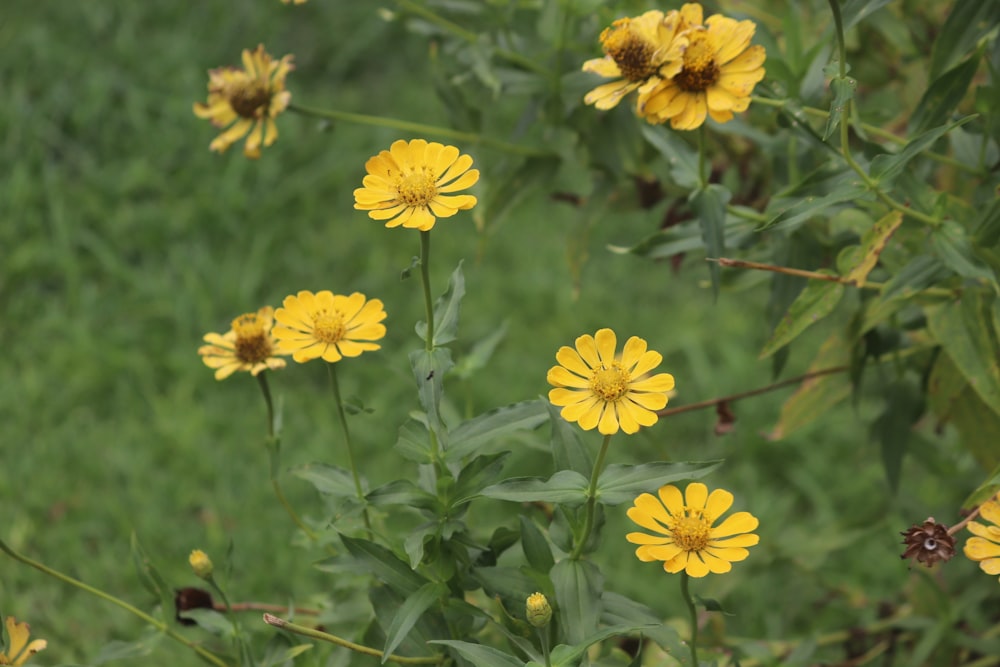 a bunch of yellow flowers in a field