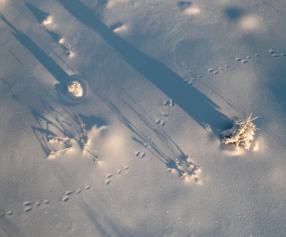 a snow covered ground with footprints and trees