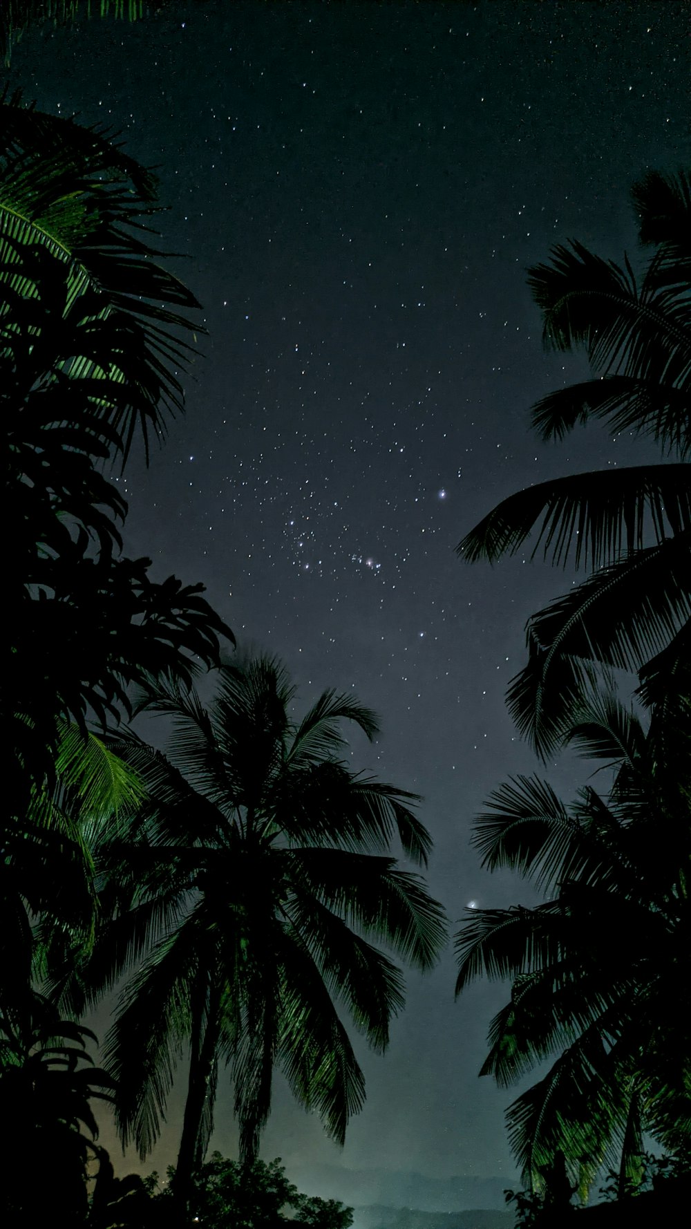 a night sky with stars and palm trees