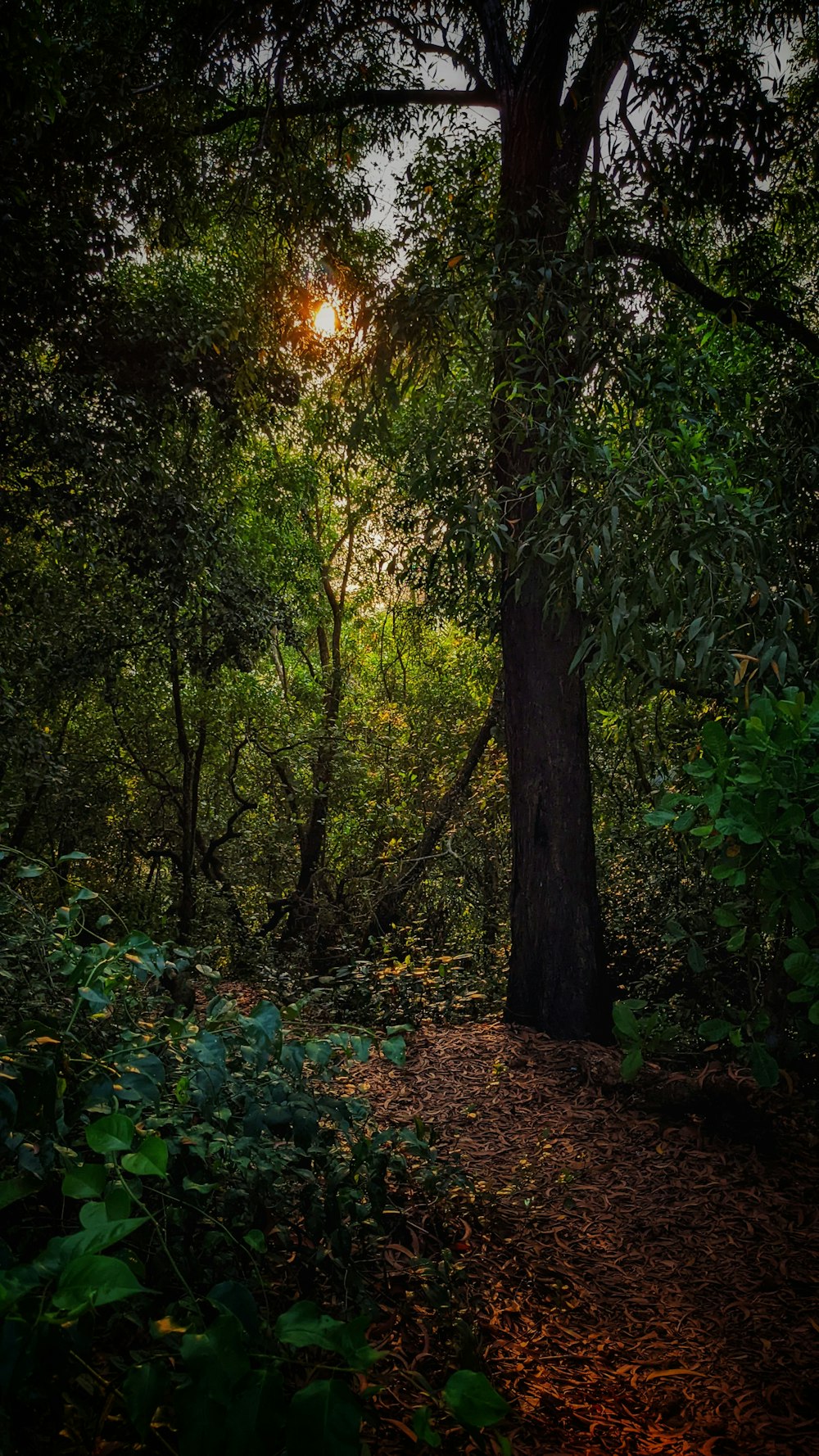 the sun is shining through the trees in the forest