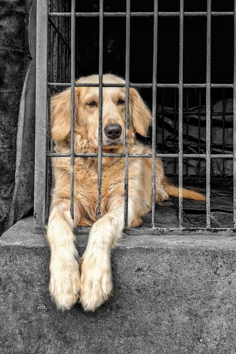 a dog sitting behind bars in a jail cell