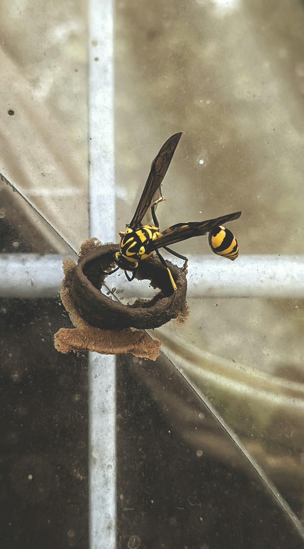 a yellow and black insect sitting on top of a piece of wood