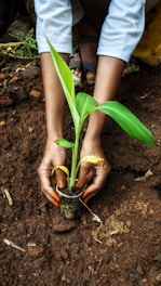 a person holding a plant in their hands