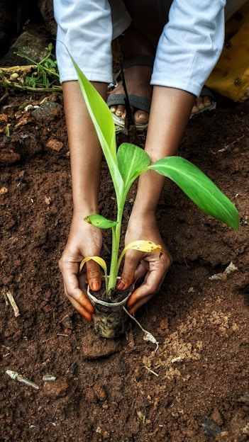 a person holding a plant in their hands