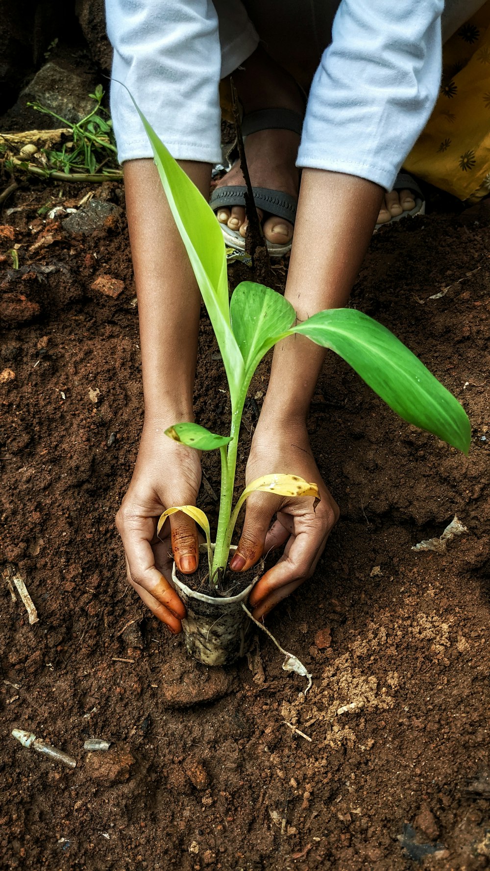 a person holding a plant in their hands