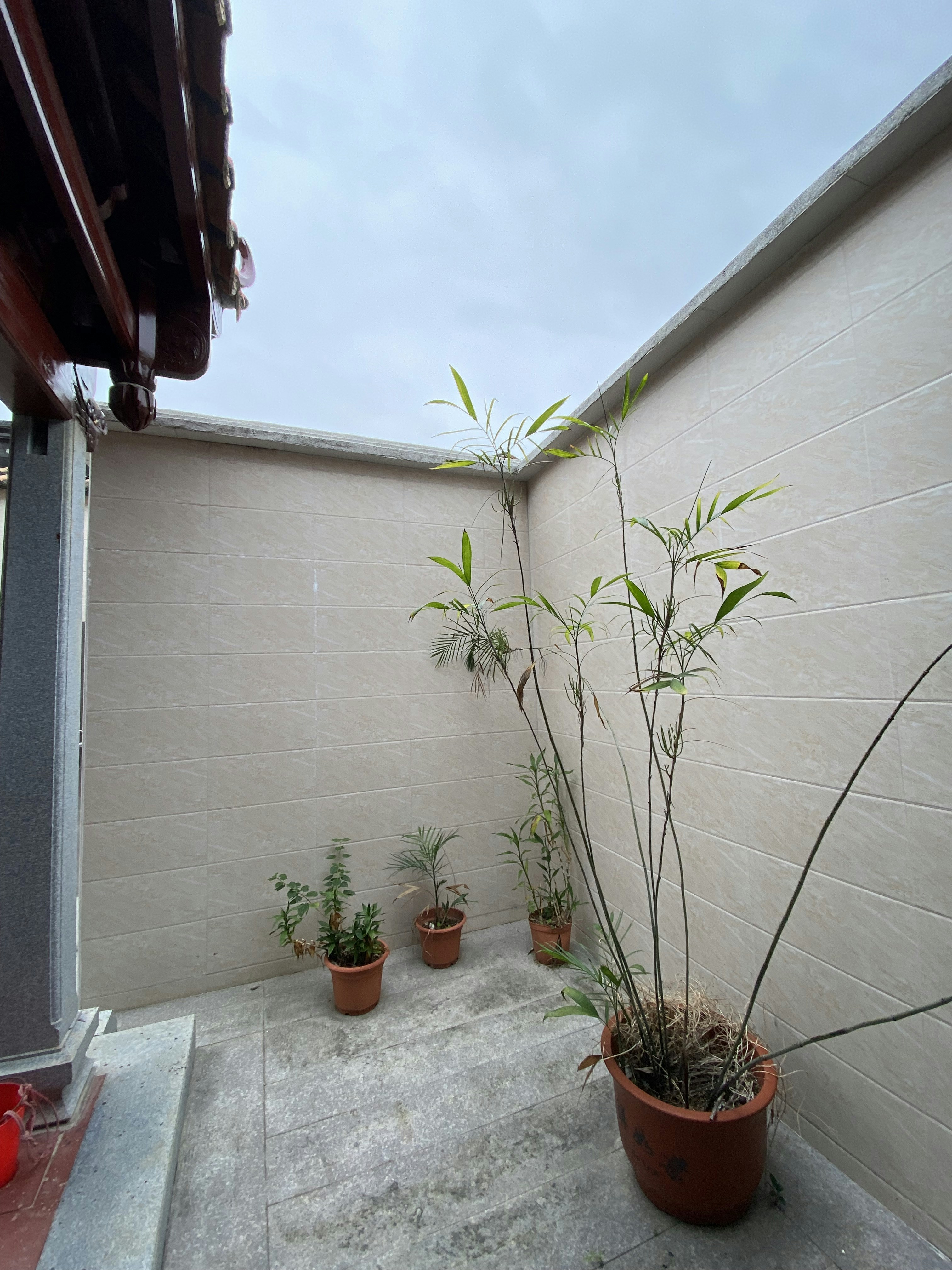 Small balcony with foliage plants