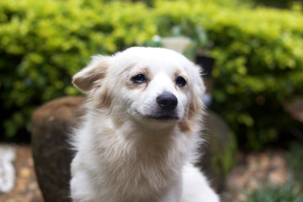 a white dog sitting on top of a lush green field