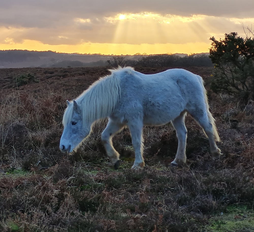 a white horse is grazing in a field