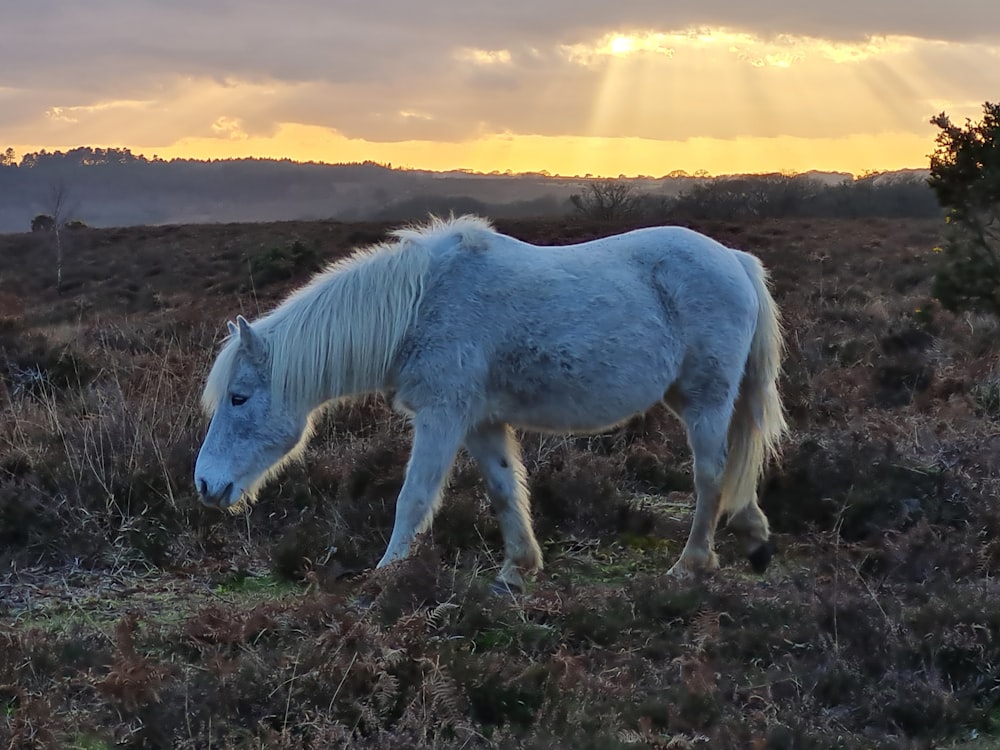 a white horse is grazing in a field