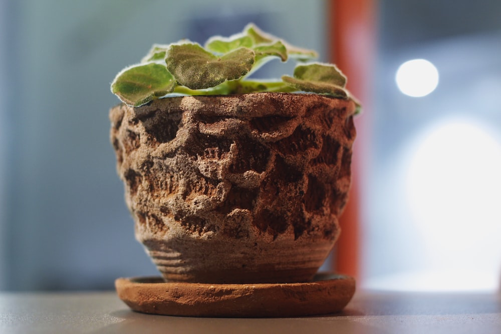 a small potted plant sitting on top of a table