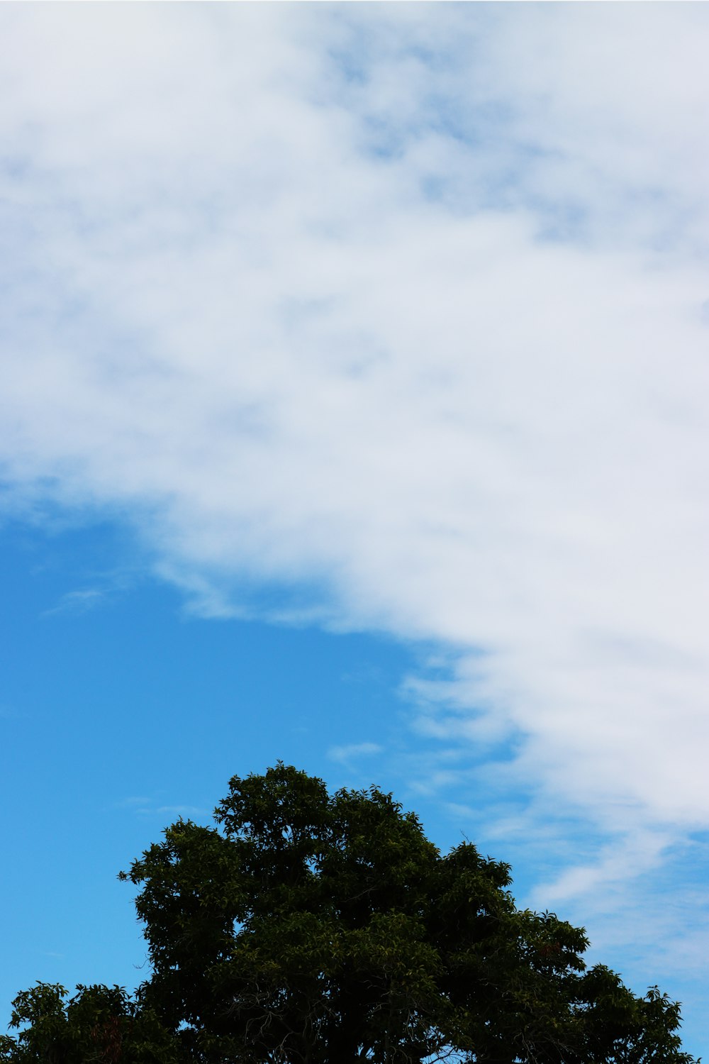 青い空を背景にした木々