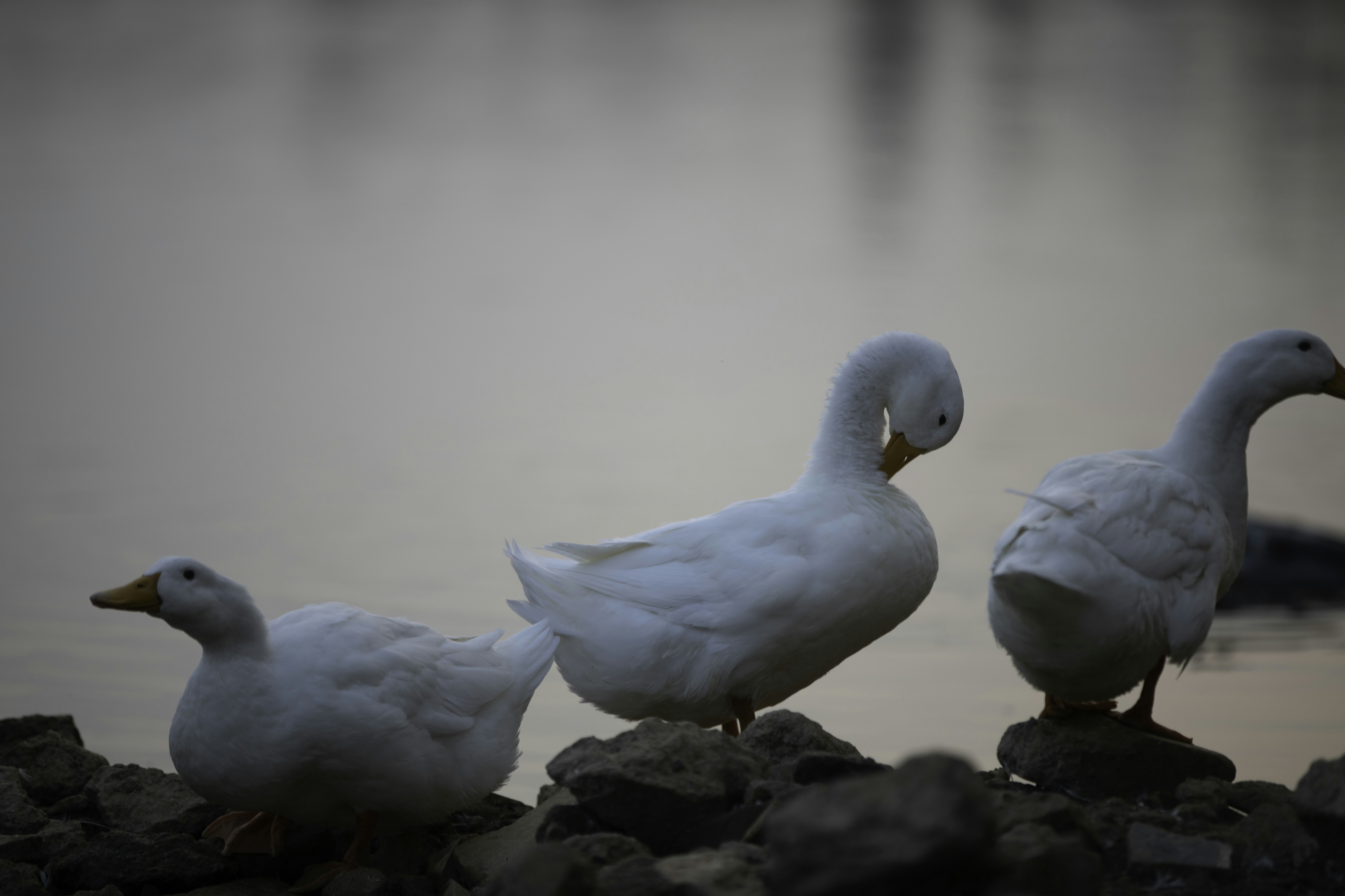 Photo by anil_sharma_india