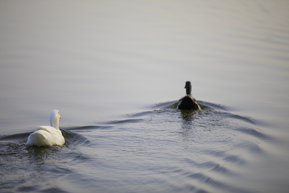 Eine Ente und ein Entlein schwimmen im Wasser