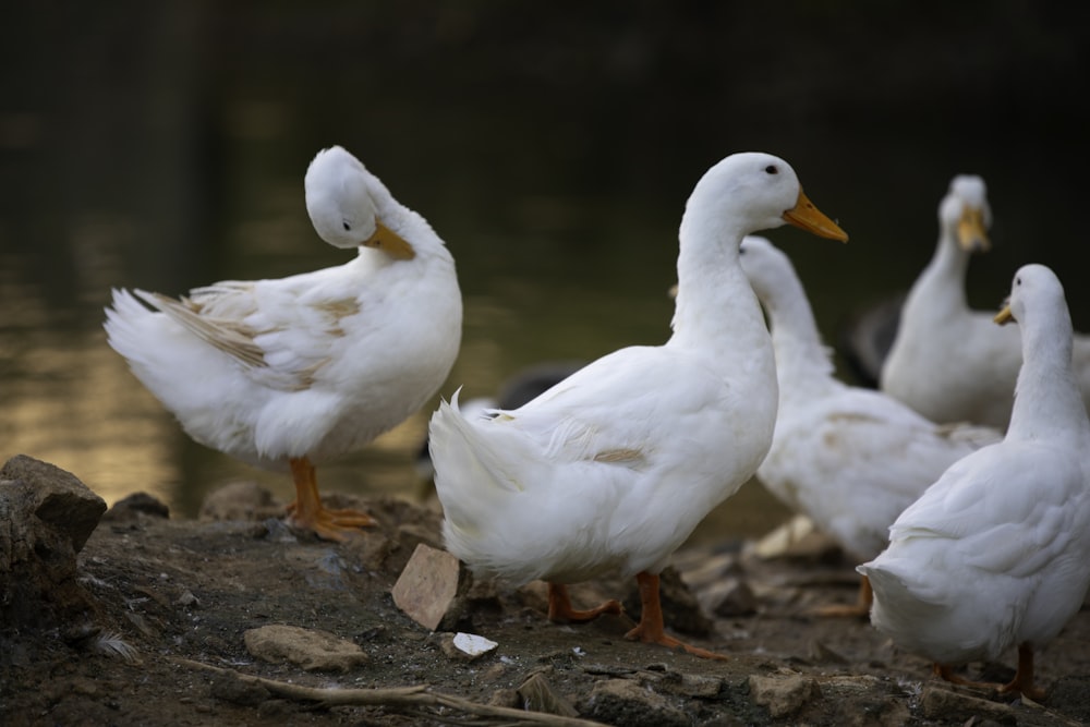 a group of white ducks standing next to a body of water