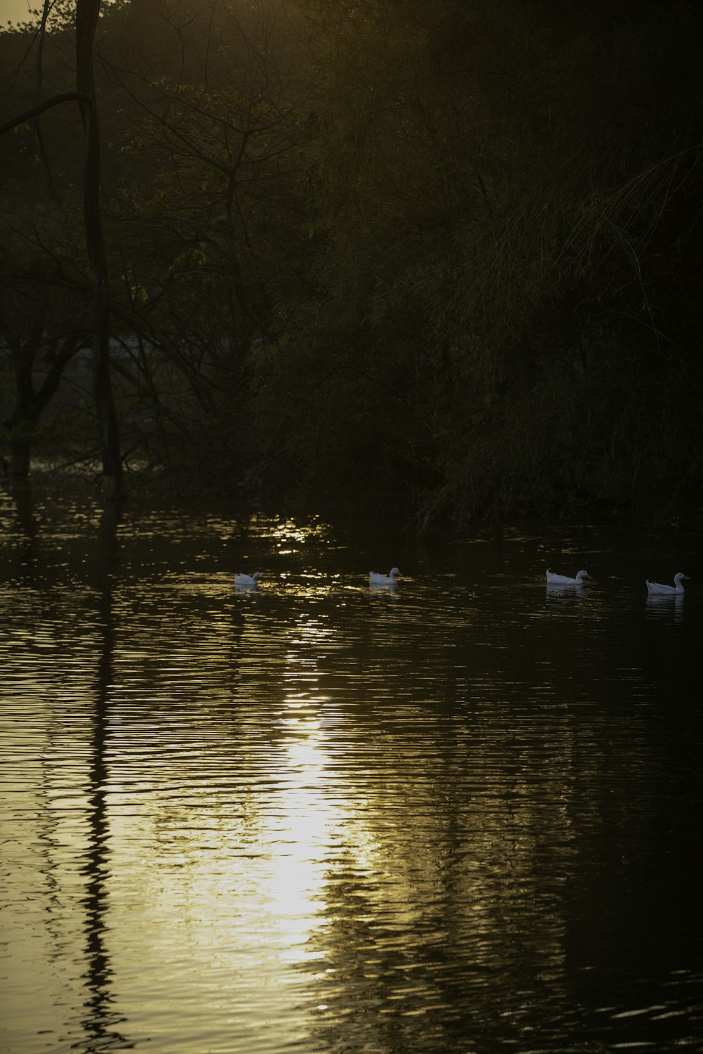 Un gruppo di anatre che galleggiano sulla cima di un lago