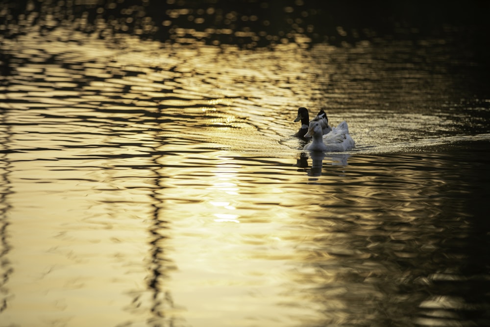 a swan is swimming in the water at sunset