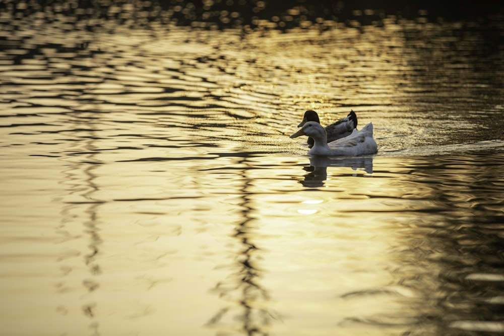 Una coppia di uccelli che galleggiano sulla cima di un lago