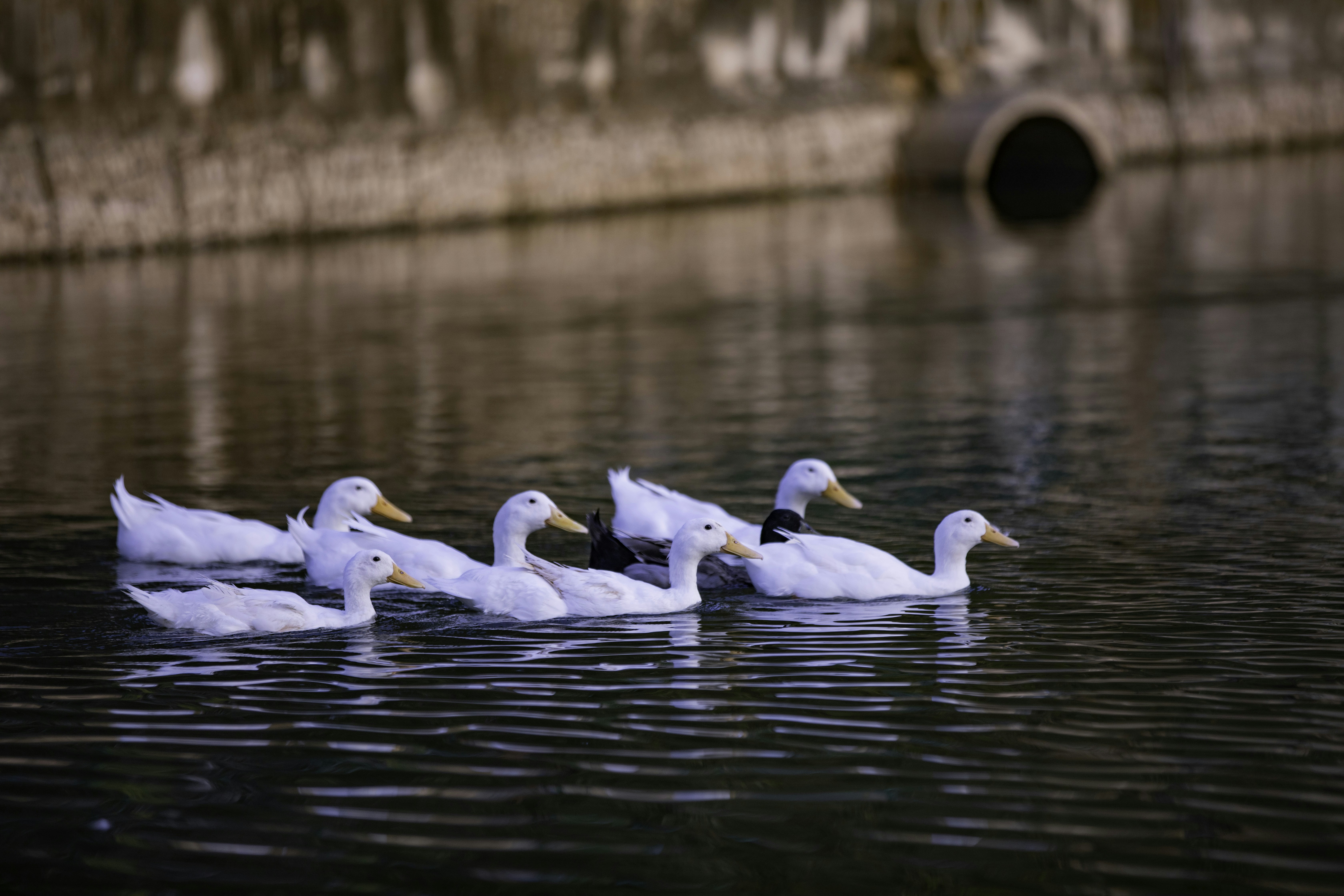 Photo by anil_sharma_india