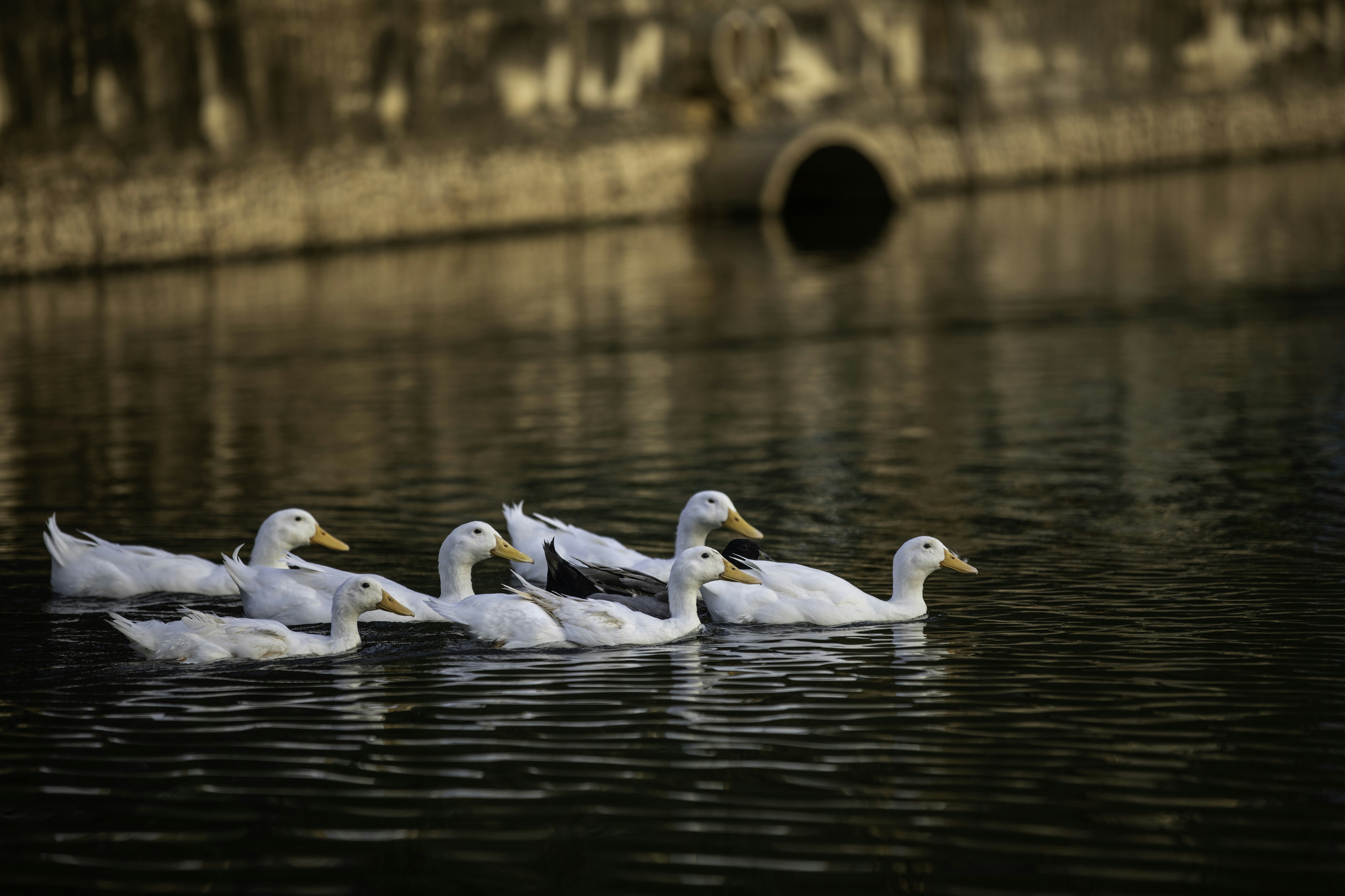 Photo by anil_sharma_india