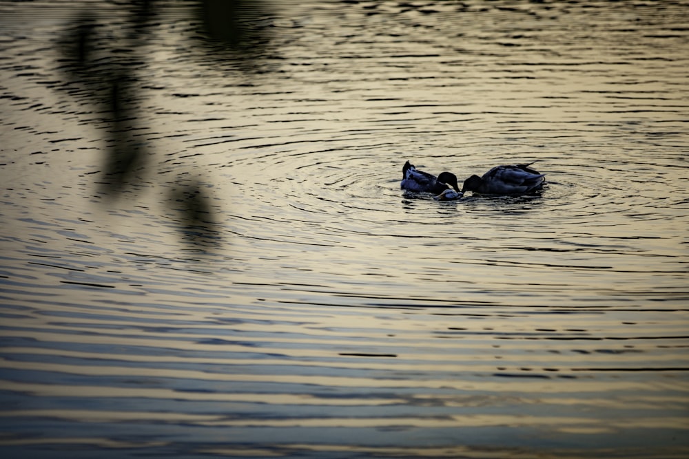 um par de pássaros flutuando em cima de um corpo de água