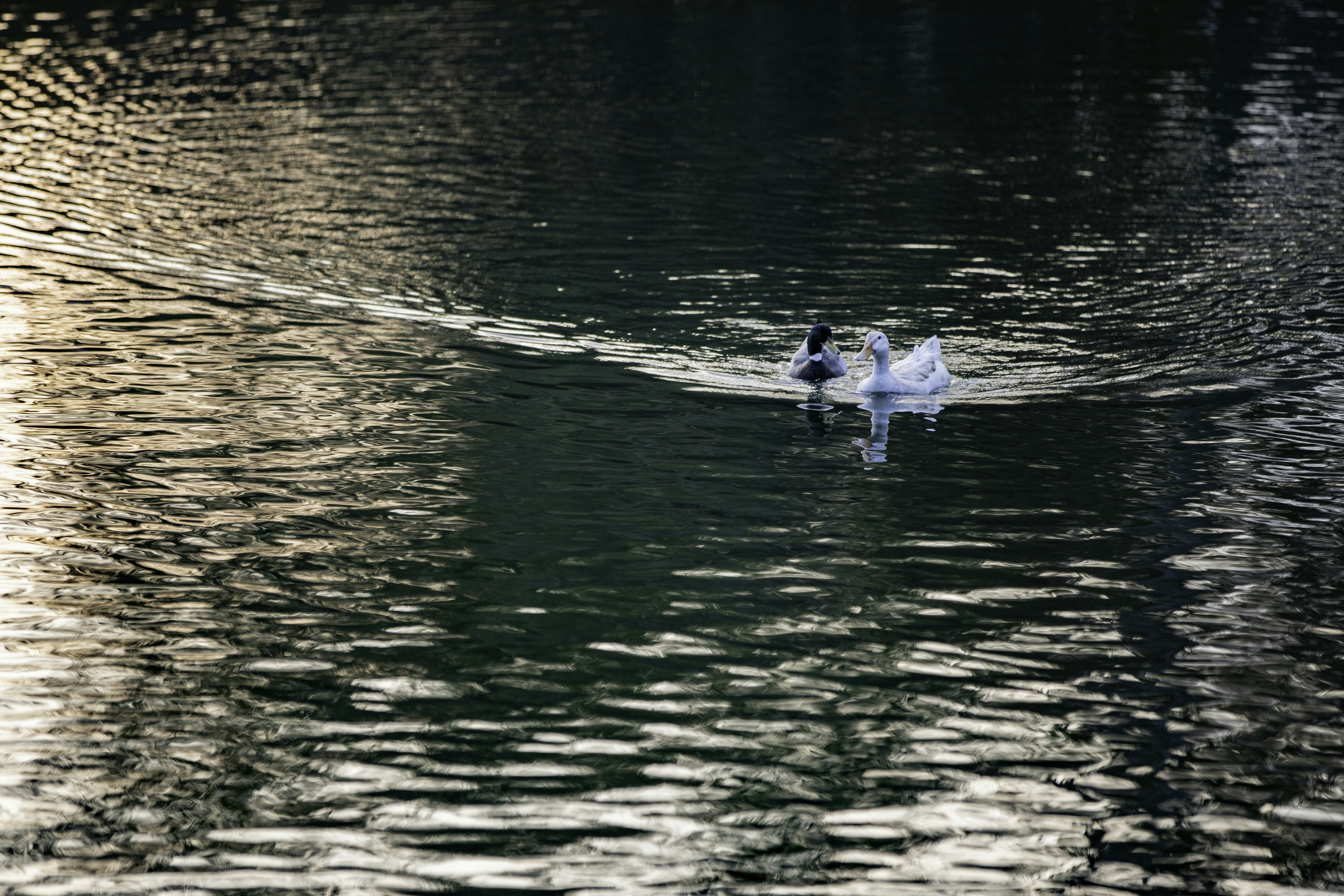 Photo by anil_sharma_india