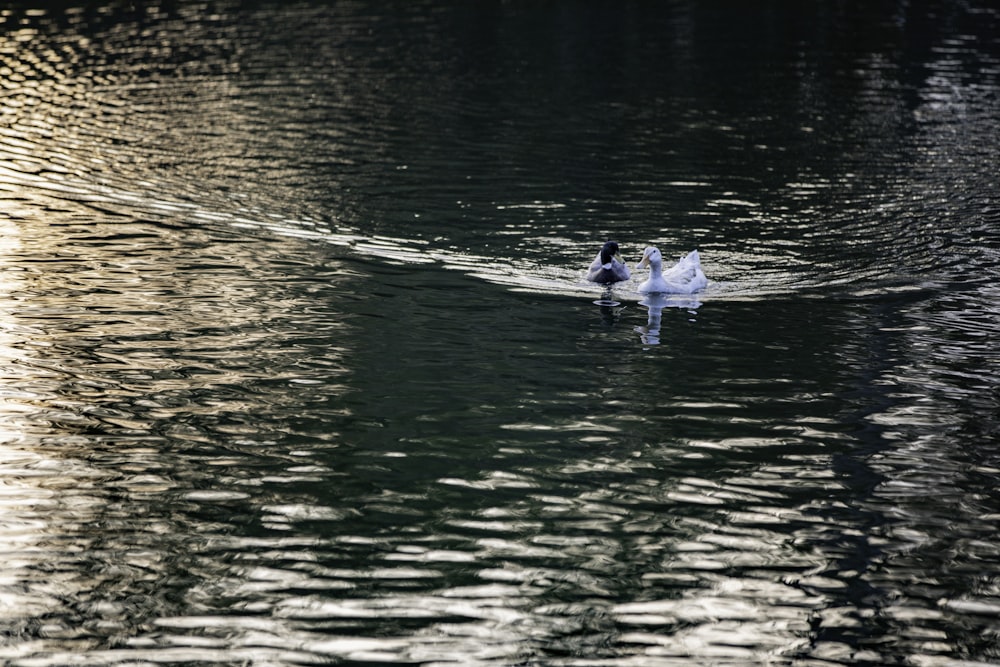um par de pássaros flutuando no topo de um lago
