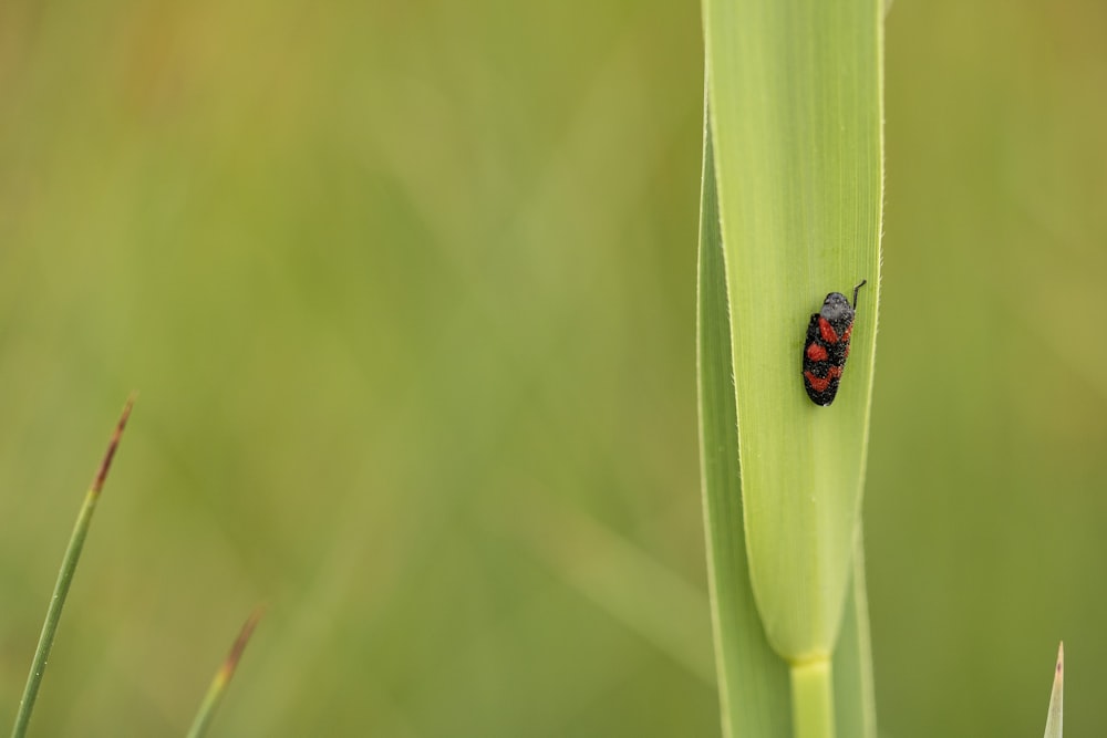 a ladybug sitting on top of a green blade of grass