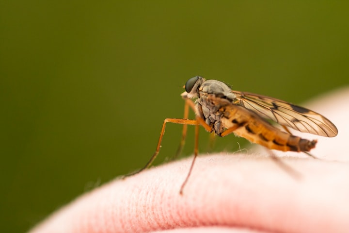 A mosquito on a person's clothing. This post is the ultimate guide on how to prevent mosquito bites