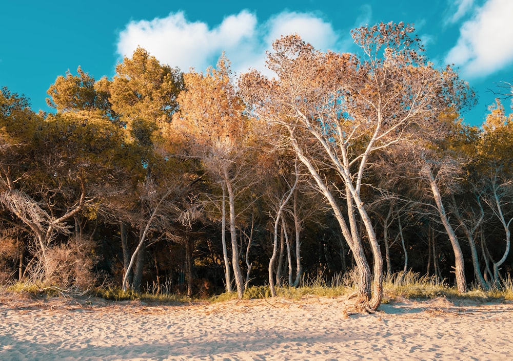 a group of trees that are standing in the sand