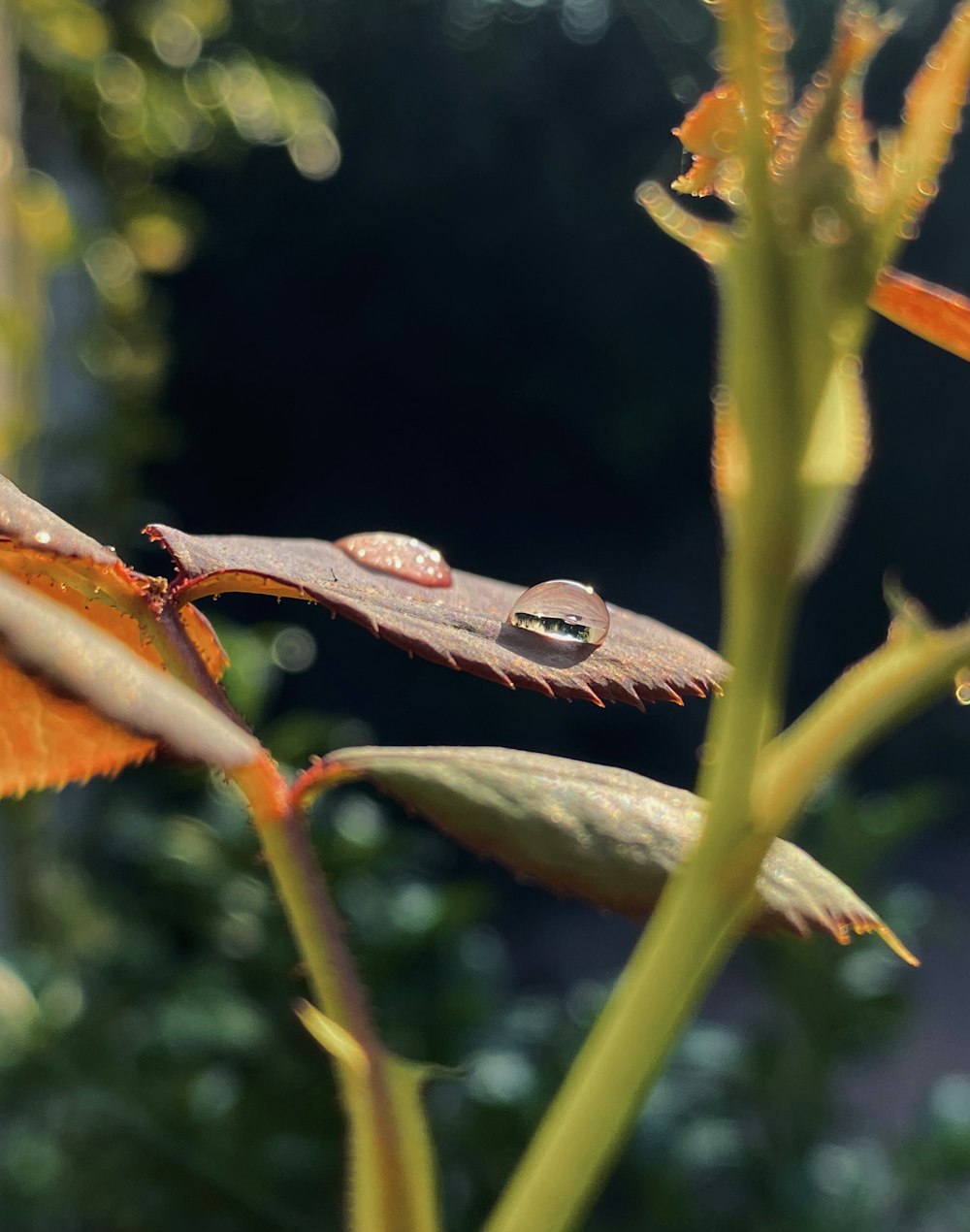 a close up of a plant with water drops on it