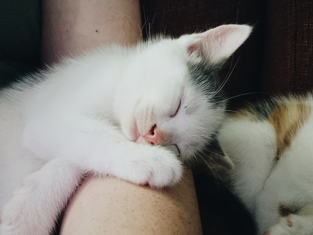 a white and brown cat sleeping on a person's arm