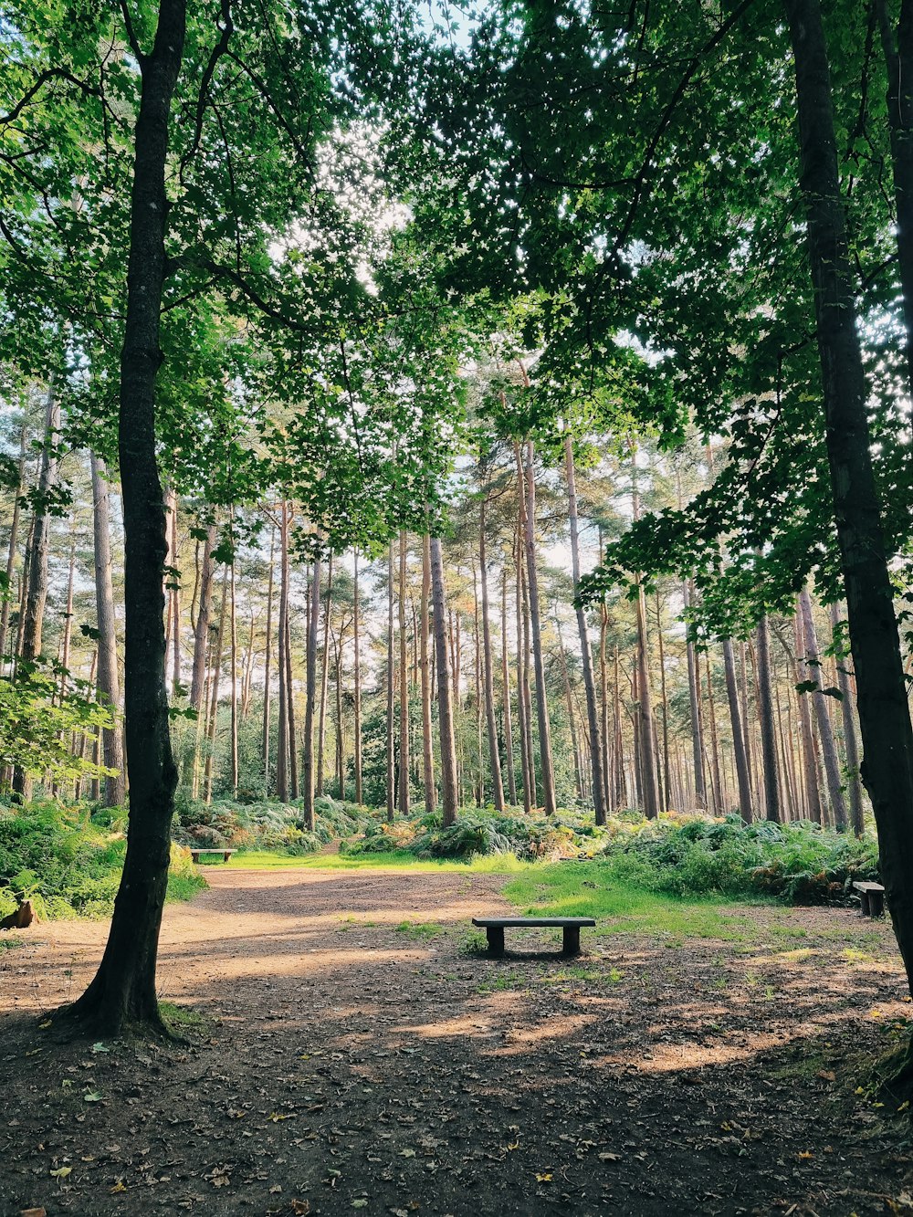 a bench sitting in the middle of a forest